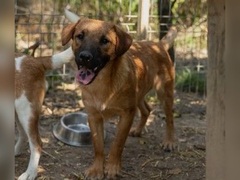 fröhlicher & liebenswerter Tux sucht seine Familie
