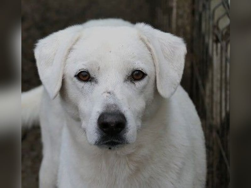 Schüchterner, lieber Snow