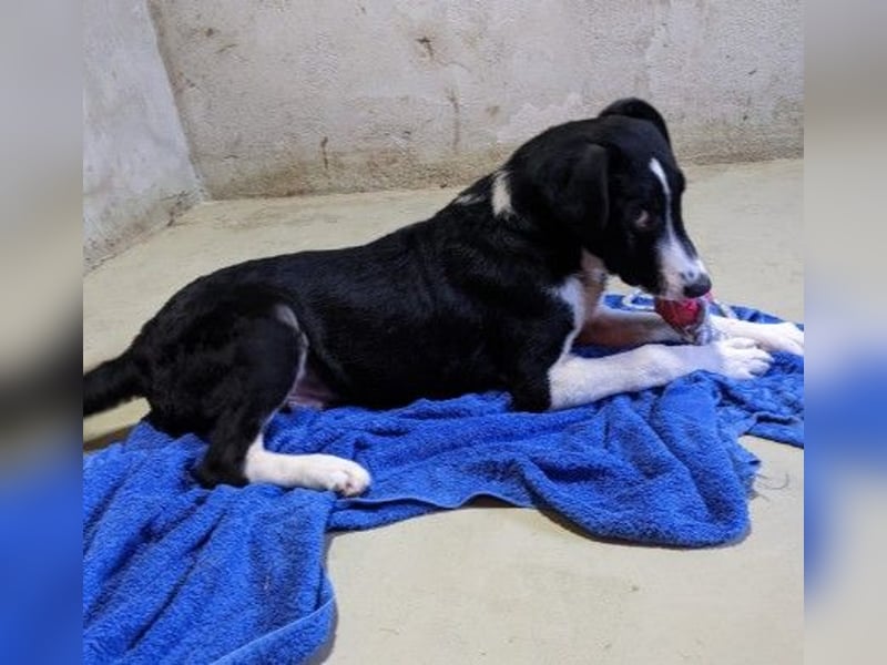 zauberhafter Junghund Chess