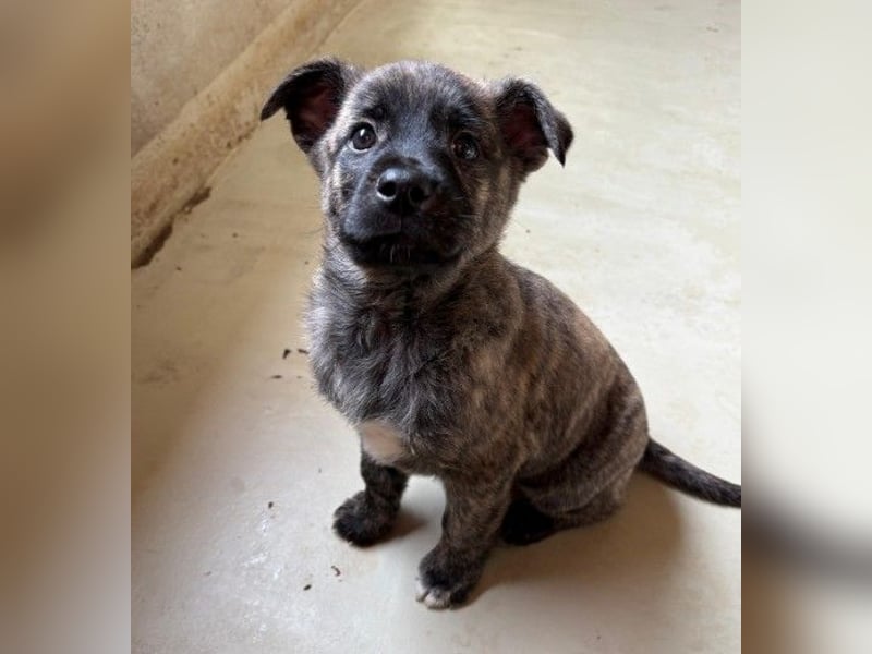 zauberhafter Welpenjunge Othello