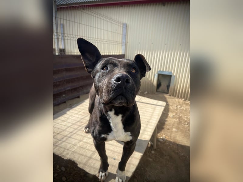 LUNA - liebenswerte Kampfschmuserin sucht ihr Zuhause in Österreich