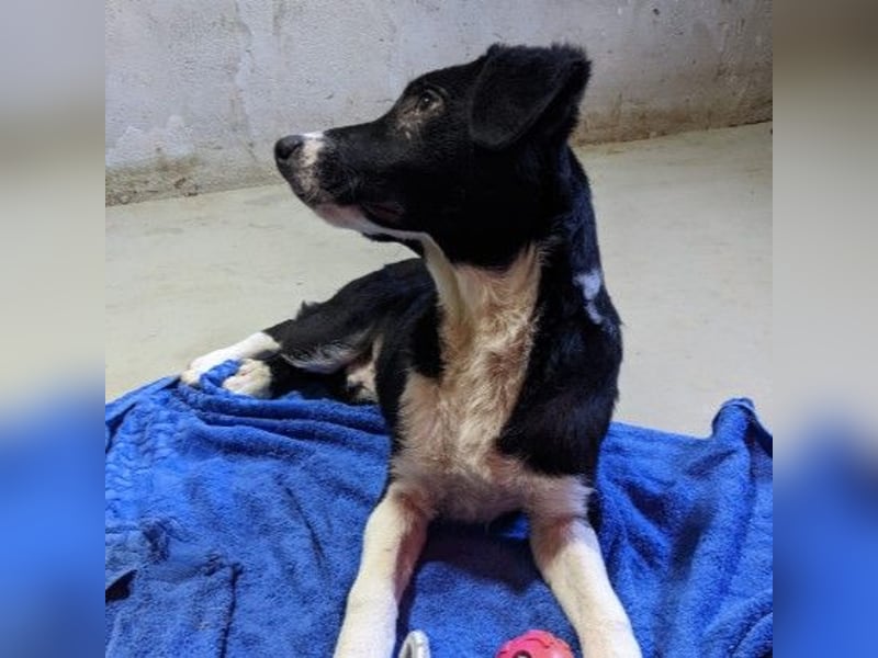 zauberhafter Junghund Chess