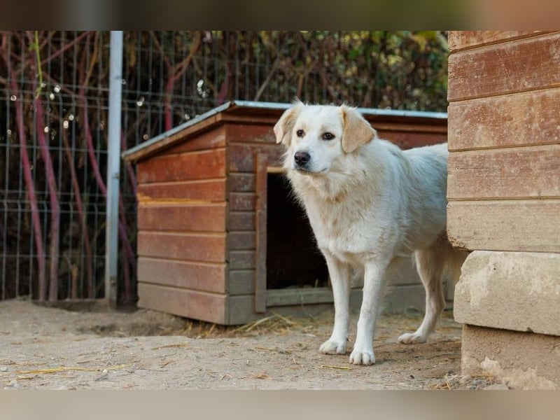 WANI - ruhige, sanfte Hündin sucht einfühlsame Menschen