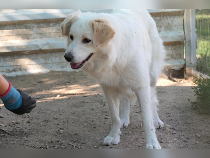 WANI - ruhige, sanfte Hündin sucht einfühlsame Menschen