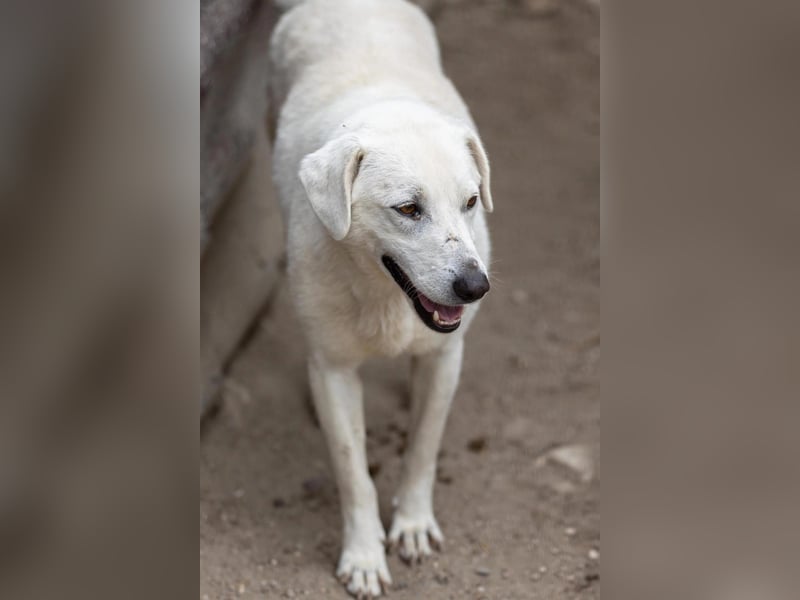 Snow, zaghafter Rüde wartet auf Menschen die ihm zeigen wie schön die Welt ist