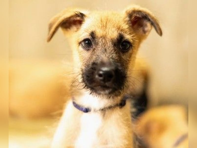 verschmuster Frodo verschmuster Frodo