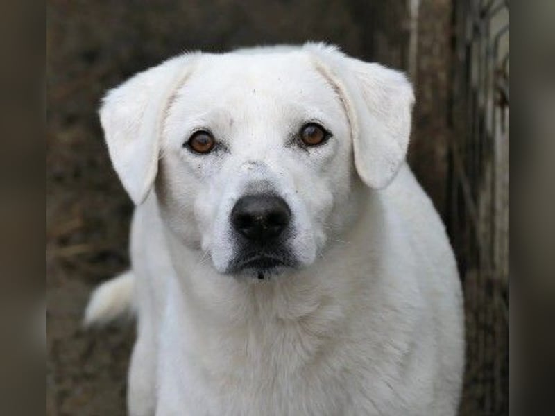 Schüchterner, lieber Snow