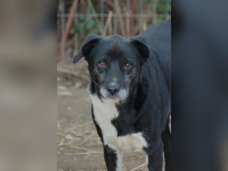 Sanfter, vorsichtiger Negry sucht sein Zuhause