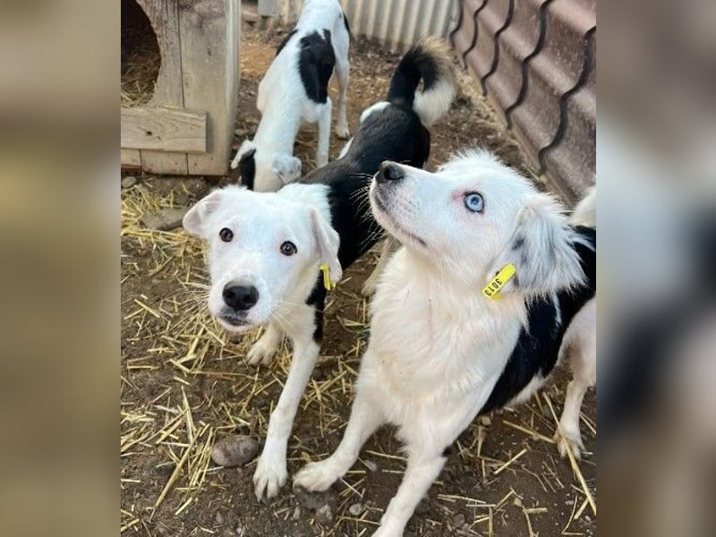 TILDA - unsichere Junghündin sucht ihre Bezugsperson