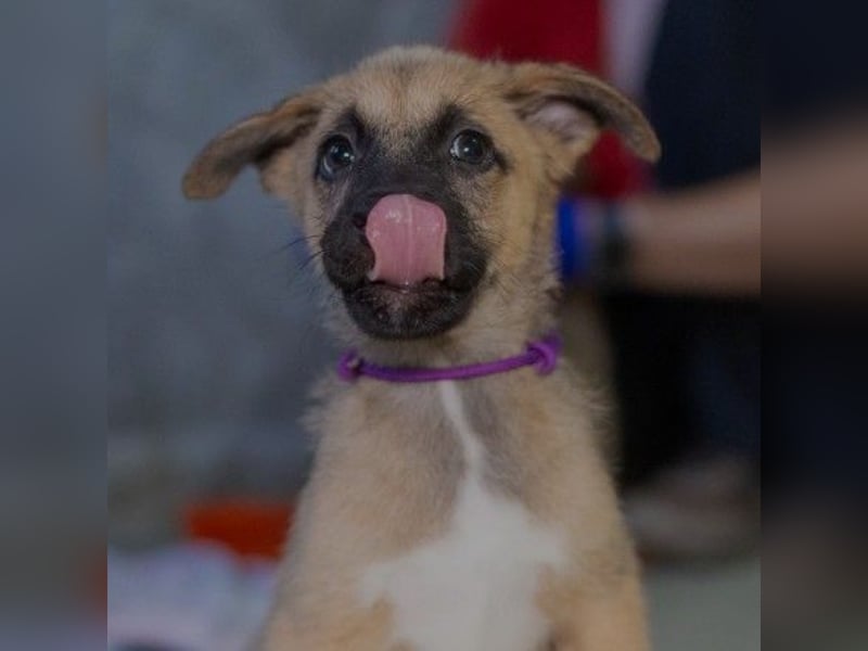 zauberhafter Flipper sucht seine neue Familie zauberhafter Flipper sucht seine neue Familie