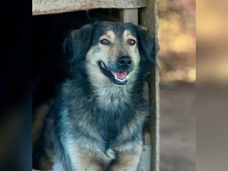 wunderschöner Rüde Zoran