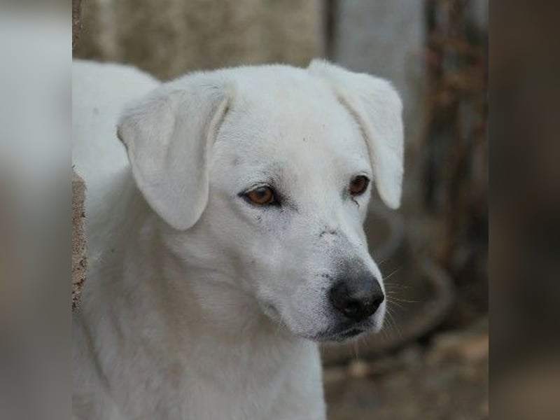 Schüchterner, lieber Snow