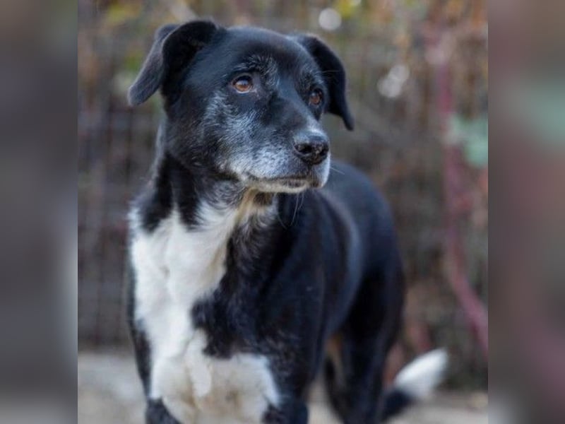 Sanfter, vorsichtiger Negry sucht sein Zuhause