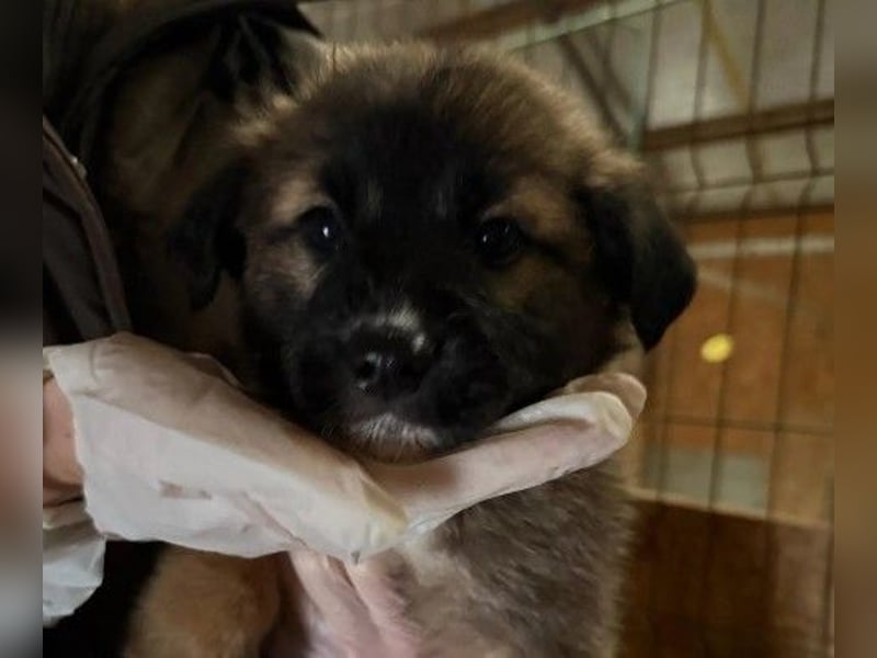 Lori, kleine Kuschelmaus ist neugierig und menschenbezogen