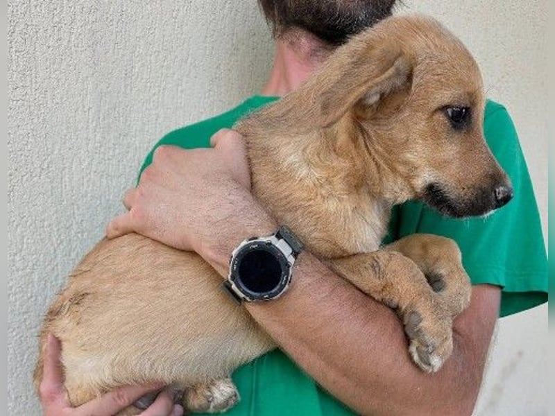 verschmuster, lieber Traumhund Gaio