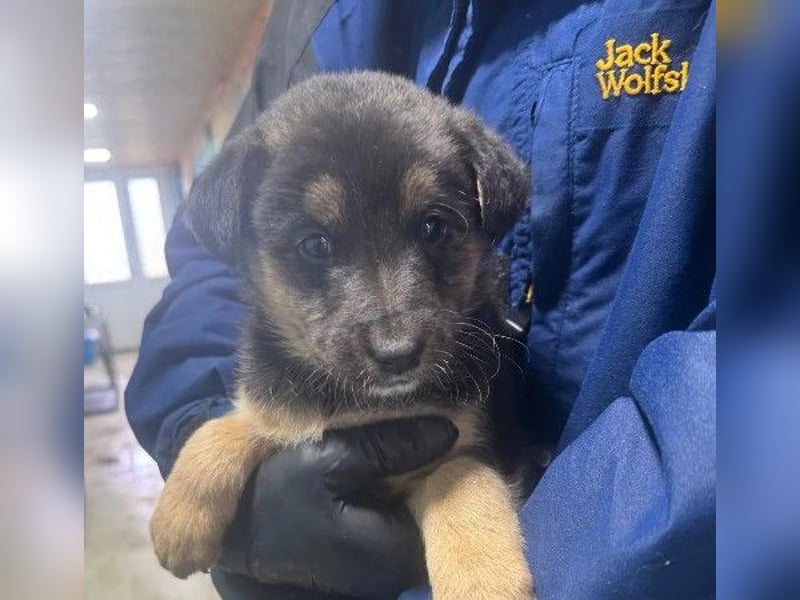 liebes Welpenmädchen Karo