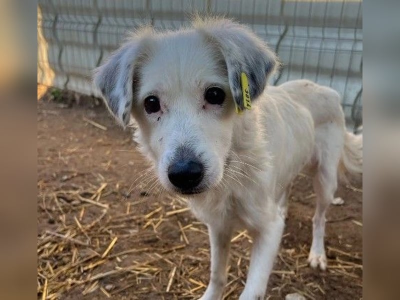 TOURANA - skeptische, unsichere Hündin sucht Vertrauen