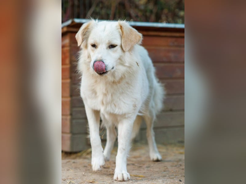 WANI - ruhige, sanfte Hündin sucht einfühlsame Menschen