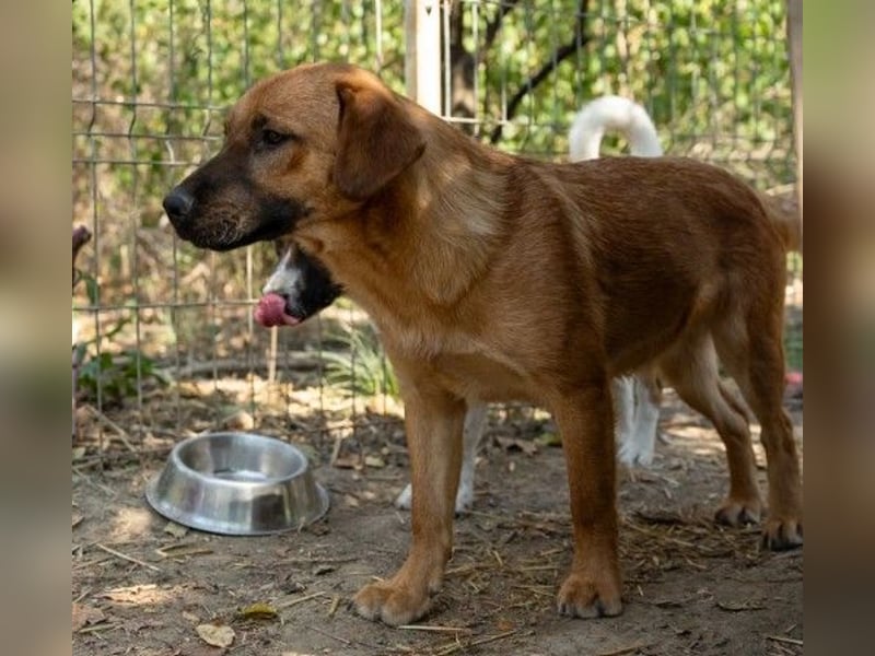 fröhlicher & liebenswerter Tux sucht seine Familie