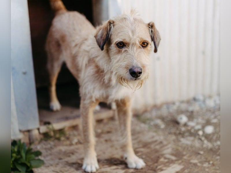 Lilli ganz verschmuste Hündin sucht ihre Herzensmenschen