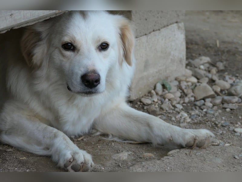 WANI - ruhige, sanfte Hündin sucht einfühlsame Menschen