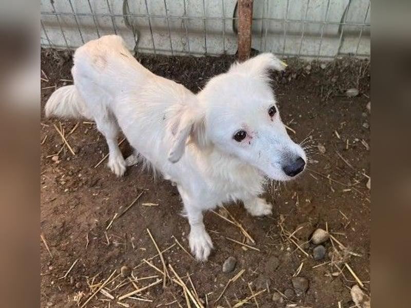 TOURANA - skeptische, unsichere Hündin sucht Vertrauen