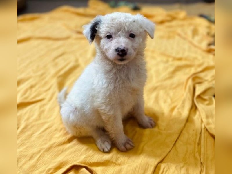 MUCKI - kleines, süßes Welpenmädchen sucht ihre Menschen