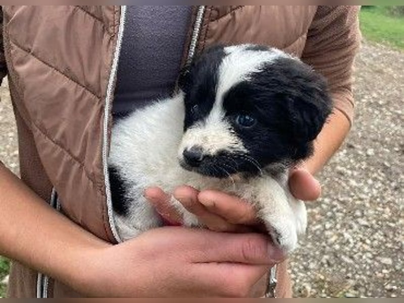 Zauberhaftes Welpenmädchen Trixi