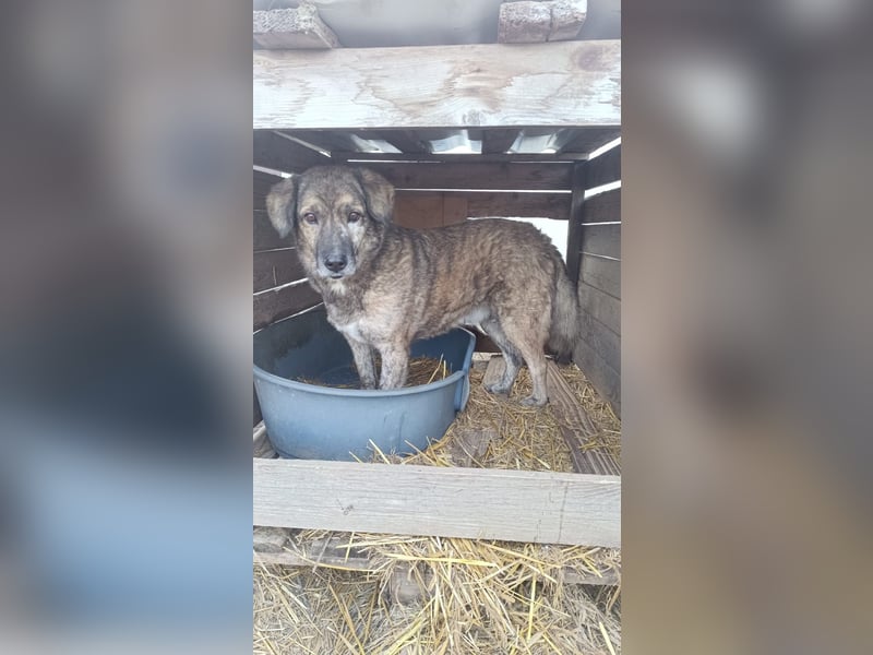 BEGHEI - lieber Senior sucht sein großes Happy End