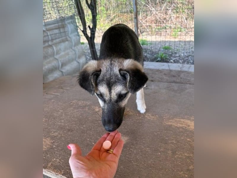 Lizzy - mit Geduld zur Traumhündin