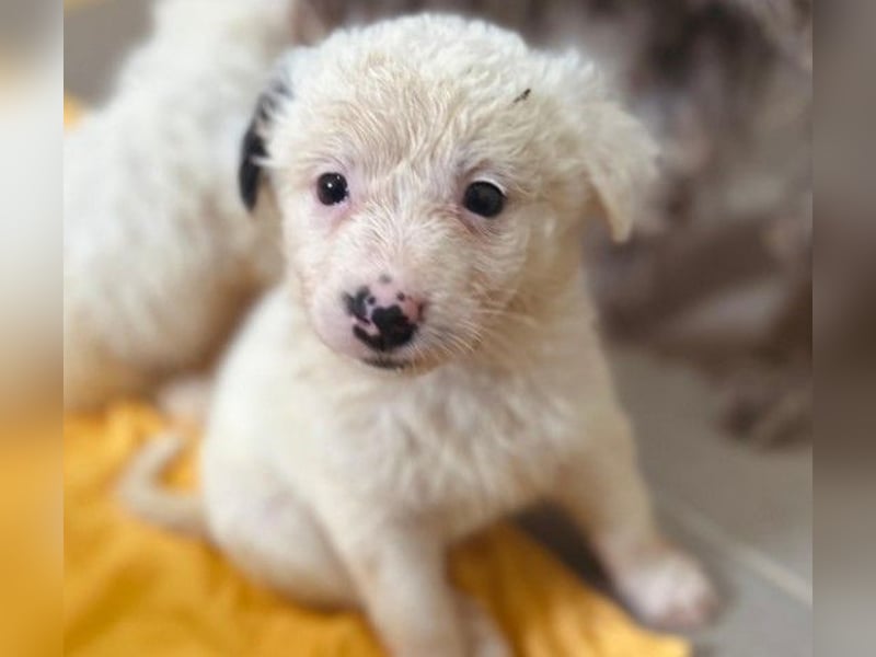 MUCKI - kleines, süßes Welpenmädchen sucht ihre Menschen