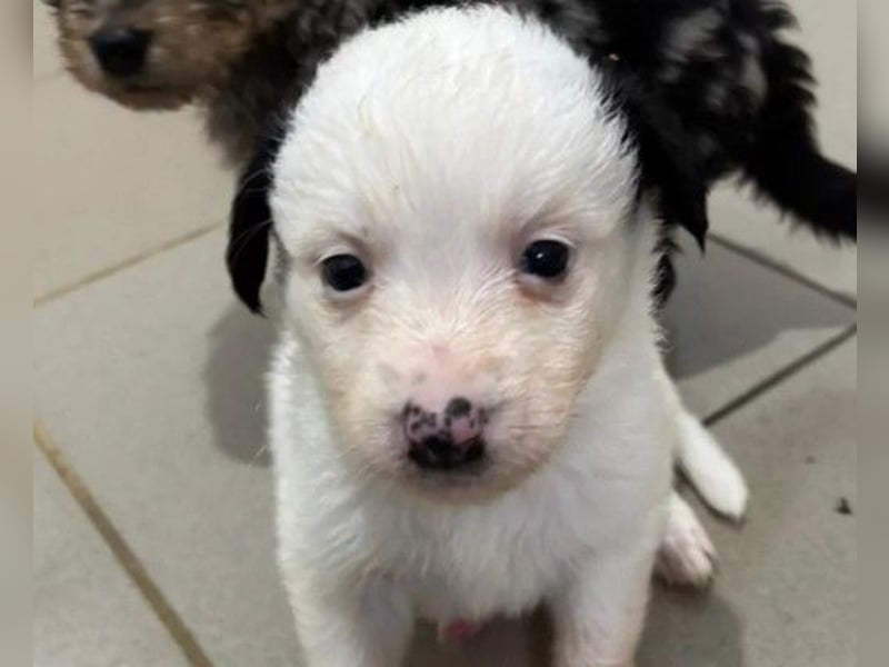 Mulan - zauberhafte Welpenmaus sucht ihre Herzensmenschen