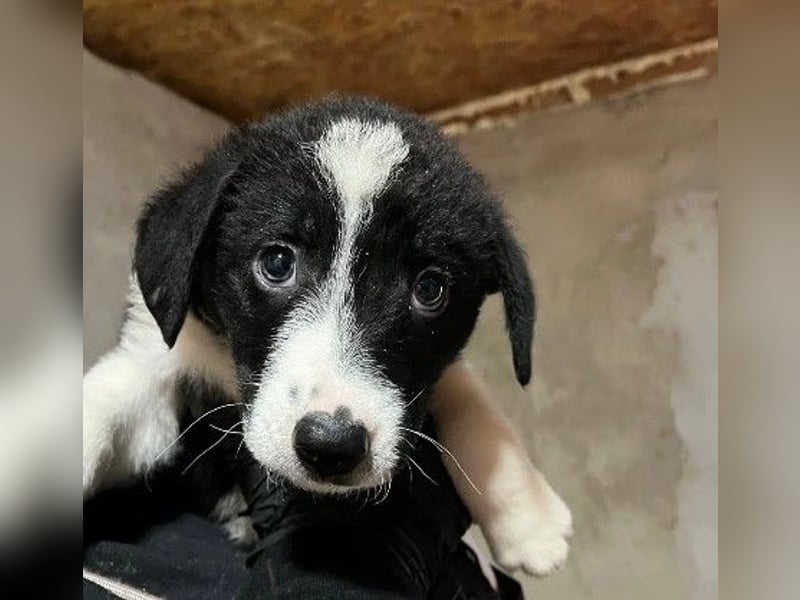 zauberhafter, lieber Welpe Chess