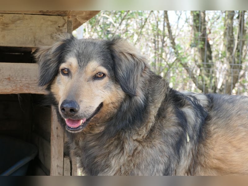 Zoran - hübscher Rüde sucht liebevolles Zuhause
