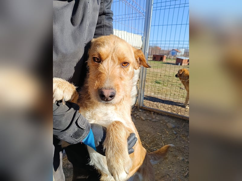 Lilli sucht Menschen mit denen sie ausgiebig kuscheln kann