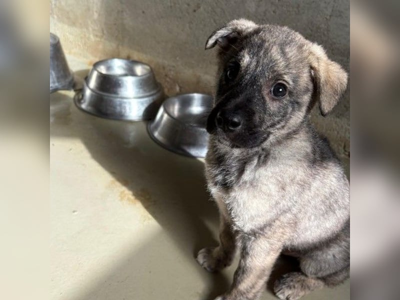 zauberhafter, lieber Welpenjunge Orion