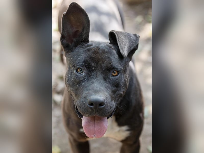 LUNA - liebenswerte Kampfschmuserin sucht ihr Zuhause in Österreich