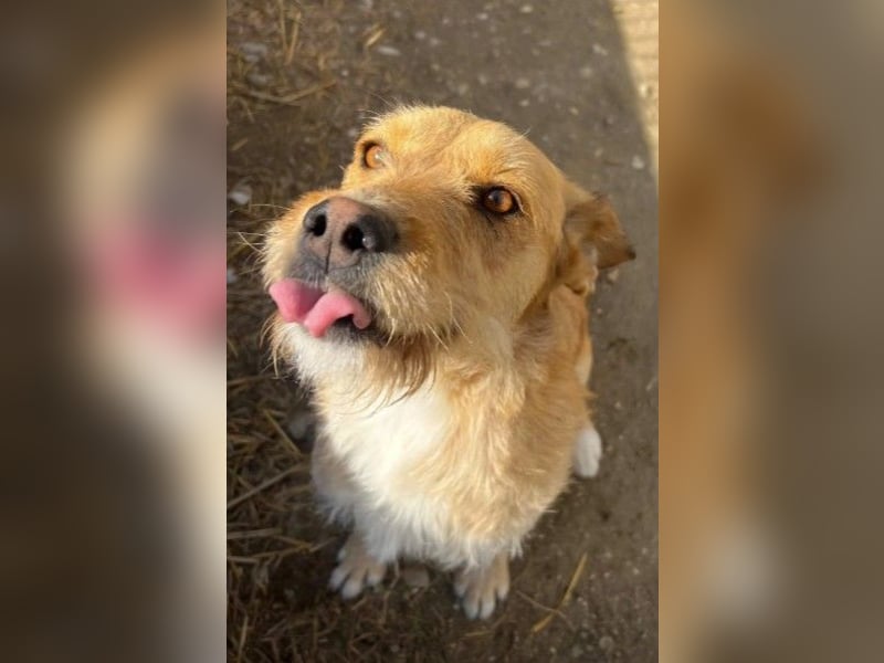 Lilli sucht Menschen mit denen sie ausgiebig kuscheln kann