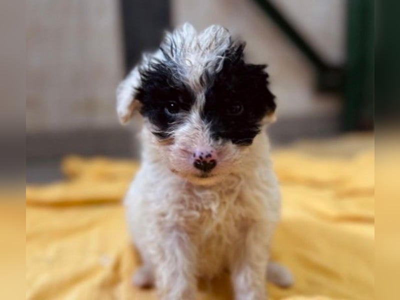 zauberhafter, kleiner Matti wartet sehnsüchtig auf seine Familie