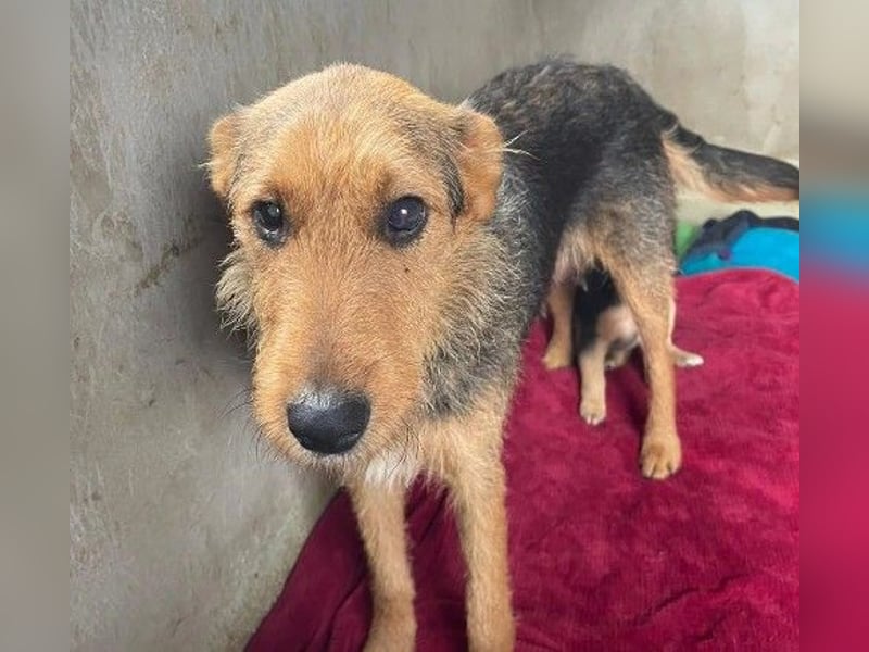 KARLOTTA - menschenbezogene, ruhige Hündin sucht liebevolles Zuhause