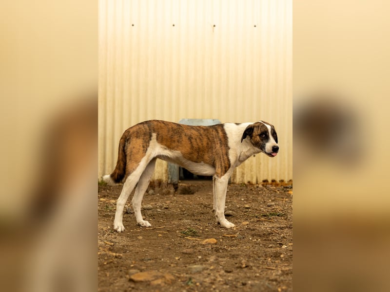 vorsichtige Tara wartet auf die Menschen, die ihr zeigen wie schön die Welt ist