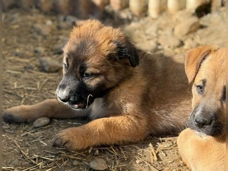 Lori, kleine Kuschelmaus ist neugierig und menschenbezogen