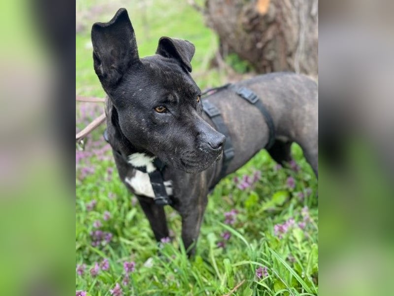 LUNA - liebenswerte Kampfschmuserin sucht ihr Zuhause in Österreich