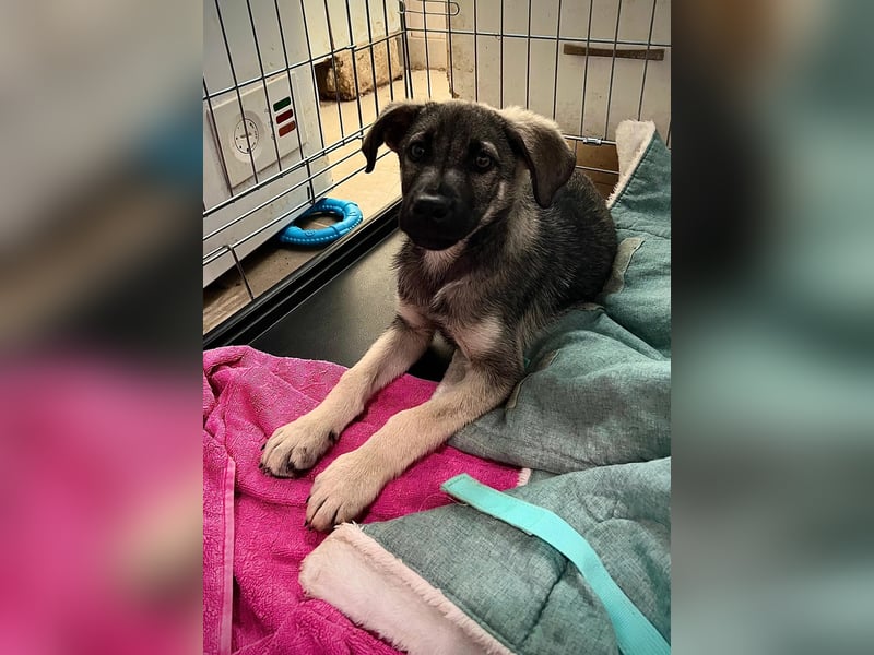 GLENNIE - verspielt & fröhlich