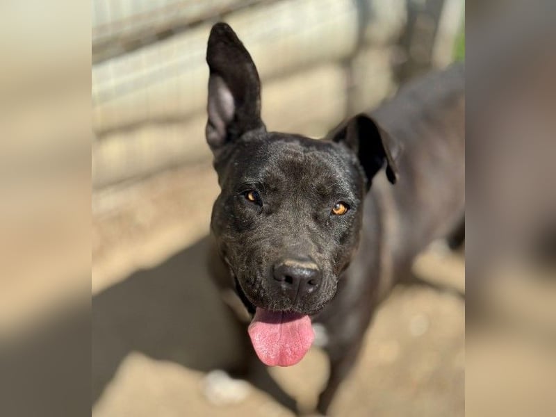 LUNA - liebenswerte Kampfschmuserin sucht ihr Zuhause in Österreich
