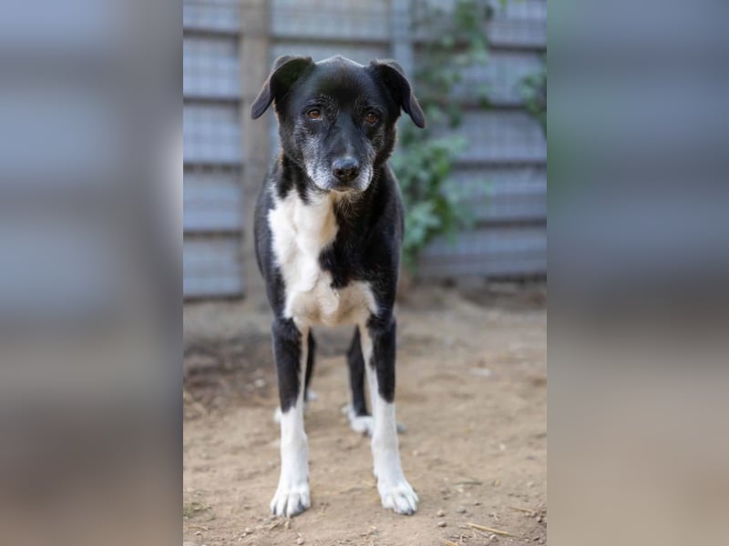 Sanfter, vorsichtiger Negry sucht sein Zuhause