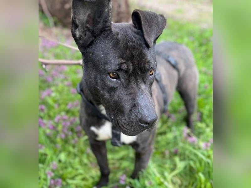 LUNA - liebenswerte Kampfschmuserin sucht ihr Zuhause in Österreich