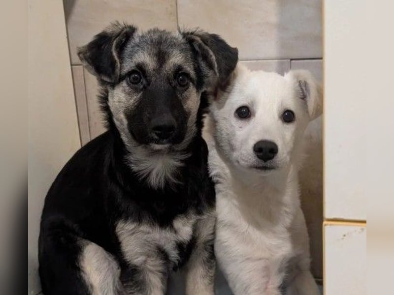 süßer, lieber Welpe Peterchen