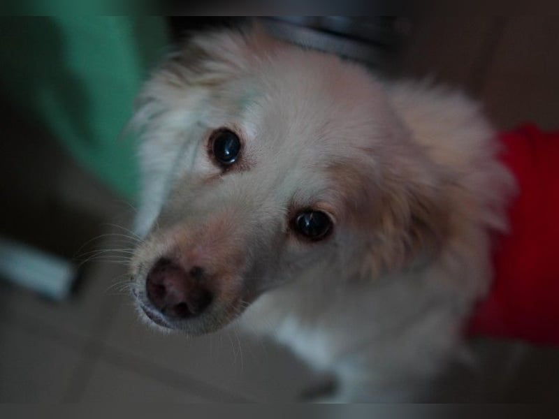 MAGGIE - wunderschöne, liebe Hündin sucht ihr Für-Immer-Zuhause