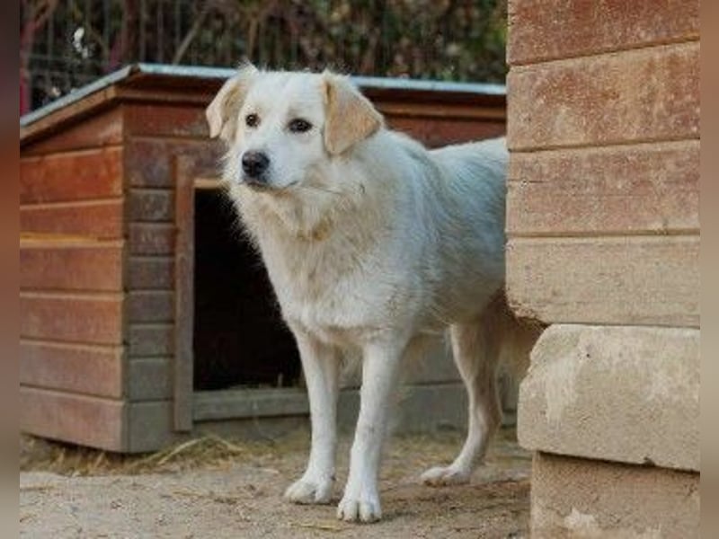 wunderschöne, liebe Wani